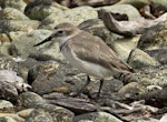 Wrybill | Ngutu pare. Left side view of non-breeding adult. Boulder Bank, Nelson, February 2013. Image © Rebecca Bowater by Rebecca Bowater FPSNZ.