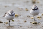 Wrybill | Ngutu pare. Non-breeding adults. Kaipara Harbour, February 2014. Image © Laurie Ross by Laurie Ross.