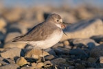 Wrybill | Ngutu pare. Non-breeding adult yawning. Ashley River estuary, April 2023. Image © Ben Ackerley by Ben Ackerley.