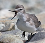 Wrybill | Ngutu pare. Adult with mouth open. Boulder Bank, Nelson, February 2011. Image © Rebecca Bowater by Rebecca Bowater FPSNZ AFIAP.