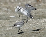 Wrybill | Ngutu pare. Two non-breeding adults fighting. Miranda, March 2009. Image © Nigel Voaden by Nigel Voaden.