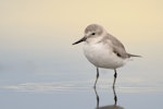 Wrybill | Ngutu pare. Juvenile. Miranda, January 2010. Image © Tony Whitehead by Tony Whitehead.