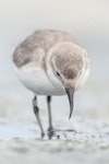 Wrybill | Ngutu pare. Juvenile showing curved bill. Miranda, January 2010. Image © Tony Whitehead by Tony Whitehead.