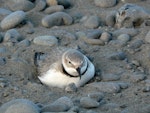 Wrybill | Ngutu pare. Adult sitting on nest. Waimakariri River, September 2009. Image © Dianne Parker by Dianne Parker.