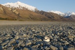 Wrybill | Ngutu pare. Adult male on nest in braided river bed. Tasman River, October 2010. Image © Craig McKenzie by Craig McKenzie.