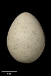 Wrybill | Ngutu pare. Egg 35.3 x 26.4 mm (NMNZ OR.007487). Rakaia River. Image © Te Papa by Jean-Claude Stahl.