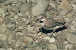 Wrybill | Ngutu pare. Adult in breeding plumage at nest with chick. Image © Department of Conservation (image ref: 10039965) by Mike Soper, Department of Conservation.