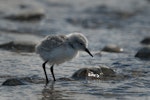 Wrybill | Ngutu pare. Chick standing in braided river. Lake Tekapo, November 2008. Image © Craig McKenzie by Craig McKenzie.