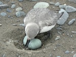 Wrybill | Ngutu pare. Adult at nest with two eggs. Waimakariri River, September 2009. Image © Dianne Parker by Dianne Parker.