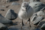 Wrybill | Ngutu pare. Front view of chick. Lake Tekapo, November 2008. Image © Craig McKenzie by Craig McKenzie.