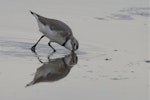 Wrybill | Ngutu pare. Adult in breeding plumage feeding. Ashley estuary, Canterbury, September 2012. Image © Steve Attwood by Steve Attwood.