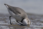 Wrybill | Ngutu pare. Adult in breeding plumage feeding. Ashley estuary, Canterbury, September 2012. Image © Steve Attwood by Steve Attwood.