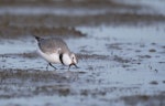 Wrybill | Ngutu pare. Nonbreeding adult feeding. Lake Ellesmere, June 2023. Image © Ben Ackerley by Ben Ackerley.