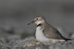 Wrybill | Ngutu pare. Male brooding young chick. Cass River, November 2013. Image © Glenda Rees by Glenda Rees.