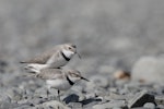 Wrybill | Ngutu pare. Copulating pair. Lake Tekapo, September 2009. Image © Craig McKenzie by Craig McKenzie.