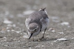 Wrybill | Ngutu pare. Adult. Motueka Sandspit, October 2022. Image © Rob Lynch by Rob Lynch.