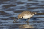 Wrybill | Ngutu pare. Adult, feeding on a glass eel. Ashley estuary, Canterbury, September 2015. Image © Kathy Reid by Kathy Reid.