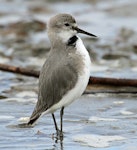 Wrybill | Ngutu pare. Adult bobbing. Wanganui, October 2012. Image © Ormond Torr by Ormond Torr.