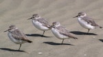 Wrybill | Ngutu pare. Non-breeding adults roosting on sandy beach. Manawatu River estuary, Foxton, January 2007. Image © Ian Armitage by Ian Armitage.