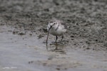 Wrybill | Ngutu pare. Adult male catching a worm. Firth of Thames, January 2011. Image © Jenny Atkins by Jenny Atkins.