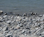 Wrybill | Ngutu pare. Three adult in 'camouflage'. Upper Rakaia River, Near Wilberforce confluence, December 2011. Image © Anita Spencer by Anita Spencer.