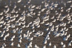 Wrybill | Ngutu pare. Flock landing at high-tide roost. Miranda, Firth of Thames, February 2009. Image © Neil Fitzgerald by Neil Fitzgerald.