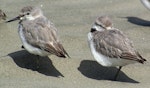 Wrybill | Ngutu pare. Roosting adults. Manawatu River estuary, Foxton, January 2007. Image © Ian Armitage by Ian Armitage.