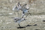 Wrybill | Ngutu pare. Two non-breeding adults fighting. Miranda, March 2009. Image © Nigel Voaden by Nigel Voaden.