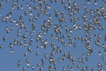 Wrybill | Ngutu pare. Flock in synchronised flight display. Miranda, March 2009. Image © Craig Steed by Craig Steed.