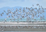 Wrybill | Ngutu pare. Flock in flight over mudflats. Miranda, March 2010. Image © Cheryl Marriner by Cheryl Marriner.