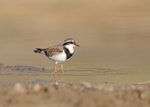 Black-fronted dotterel. Adult non-breeding. March 2018. Image © Glenn Pure 2018 birdlifephotography.org.au by Glenn Pure.