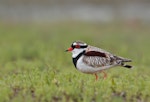 Black-fronted dotterel. Adult. Kambah, Australian Capital Territory, October 2017. Image © Glenn Pure 2017 birdlifephotography.org.au by Glenn Pure.