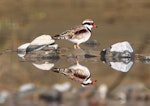 Black-fronted dotterel. Adult in breeding plumage. Manawatu River, Palmerston North, August 2012. Image © Craig Steed by Craig Steed.