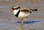 Black-fronted dotterel. Adult. Whangaehu River estuary, May 2013. Image © Ormond Torr by Ormond Torr.