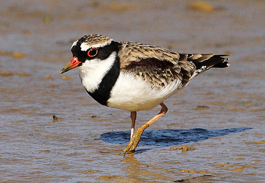 Black-fronted dotterel. Adult. Whangaehu River estuary, May 2013. Image © Ormond Torr by Ormond Torr.