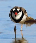 Black-fronted dotterel. Adult, frontal view. Whangaehu River estuary, May 2013. Image © Ormond Torr by Ormond Torr.