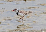 Black-fronted dotterel. Adult wading in shallows. Westshore Wildlife Reserve, Napier, January 2010. Image © Dick Porter by Dick Porter.