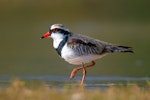 Black-fronted dotterel. Adult. Bowra - near Cunnamulla, Queensland, Australia, June 2017. Image © Mark Lethlean by Mark Lethlean.