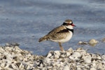 Black-fronted dotterel. Adult on shell beach. Puketutu Canal, Mangere, June 2012. Image © John Woods by John Woods.