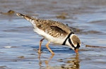 Black-fronted dotterel. Adult feeding. Whangaehu River estuary, May 2013. Image © Ormond Torr by Ormond Torr.