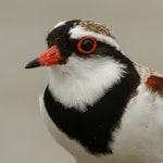 Black-fronted dotterel. Close-up of adult. Peka Peka Beach, November 2017. Image © Roger Smith by Roger Smith.