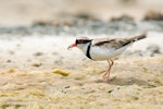 Black-fronted dotterel. Adult feeding on invertebrate prey. Napier, Hawke's Bay, December 2009. Image © Neil Fitzgerald by Neil Fitzgerald.