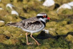 Black-fronted dotterel. Adult. Waipara river lagoon [Amberley Beach], North Canterbury, January 2013. Image © K G Shakespeare by K G Shakespeare.