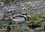 Black-fronted dotterel. Adult. Waipara river lagoon [Amberley Beach], North Canterbury, February 2013. Image © K.G. Shakespeare by Kevin Shakespeare Layzeboy Photography © Nature & Wildlife.