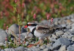 Black-fronted dotterel. Adult. Waipara river lagoon [Amberley Beach], North Canterbury, January 2013. Image © K G Shakespeare by K G Shakespeare.