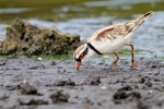 Black-fronted dotterel. Adult, feeding. Coolart Wetlands and Homestead Reserve, Victoria, Australia, February 2015. Image © Mark Lethlean by Mark Lethlean.