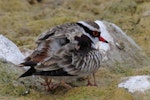 Black-fronted dotterel. Adult brooding chicks. Waipara river lagoon [Amberley Beach], North Canterbury, January 2013. Image © K G Shakespeare by Kevin Shakespeare Layzeboy Photography © Nature & Wildlife.