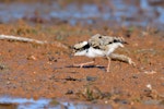 Black-fronted dotterel. Chick. Bowra - near Cunnamulla, Queensland, Australia, August 2019. Image © Mark Lethlean by Mark Lethlean.