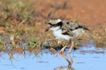 Black-fronted dotterel. Chick. Bowra - near Cunnamulla, Queensland, Australia, August 2019. Image © Mark Lethlean by Mark Lethlean.