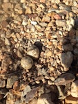 Black-fronted dotterel. Nest with two eggs. Temora, New South Wales, Australia, November 2015. Image © Rosemary Blachut by Rosemary Blachut.